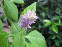 Salvia divinorum