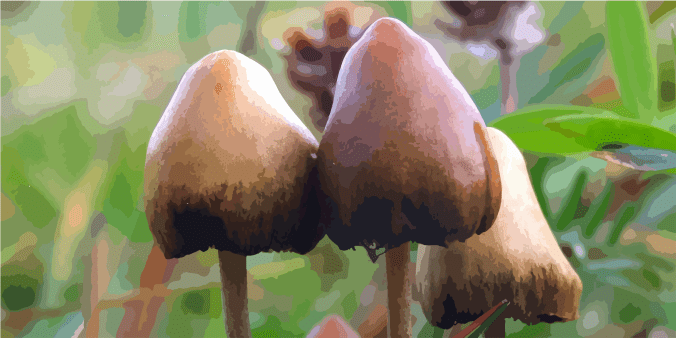 shrooms